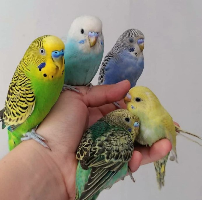 Green and Red budgerigar