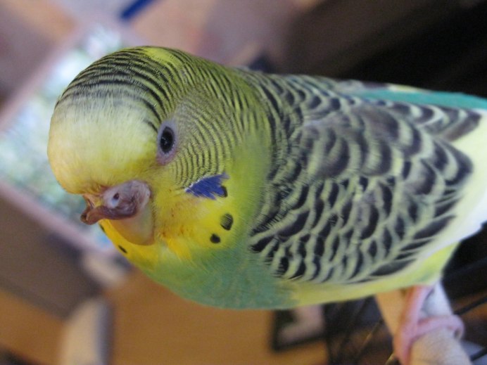 Light for Budgies