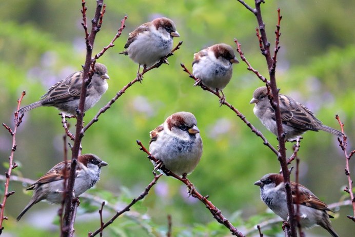 Балийский скворец (Leucopsar rothschildi)