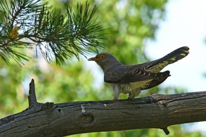 Птица Cuculus canorus
