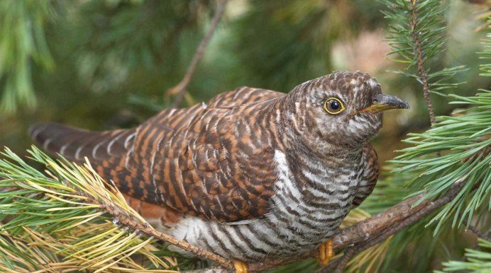 Птица Cuculus canorus
