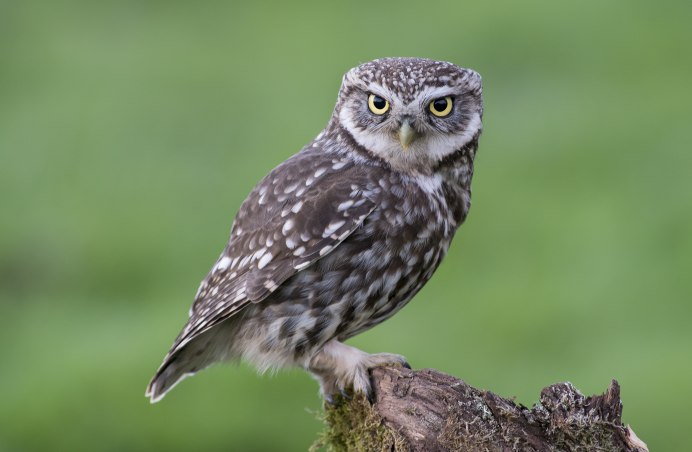 Рогатая неясыть (Lophostrix cristata)