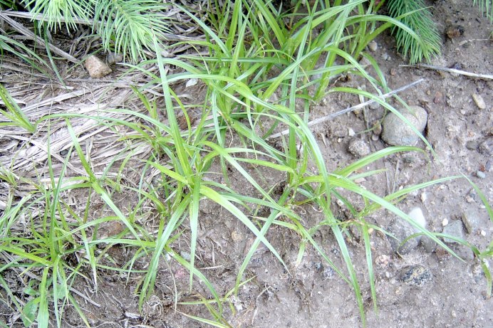 Cyperus Cyperus под микроскопом