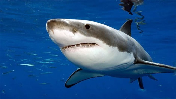 Большая белая акула (great White Shark)