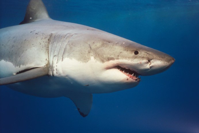Акула Carcharodon carcharias