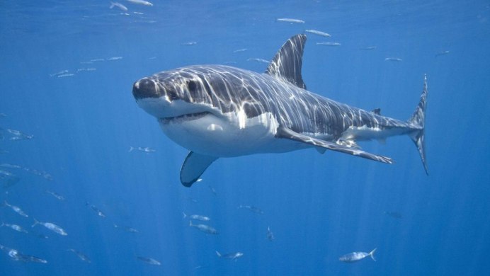 Большая белая акула (great White Shark)