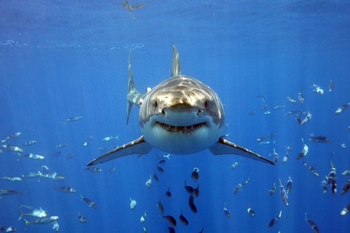 Carcharodon carcharias