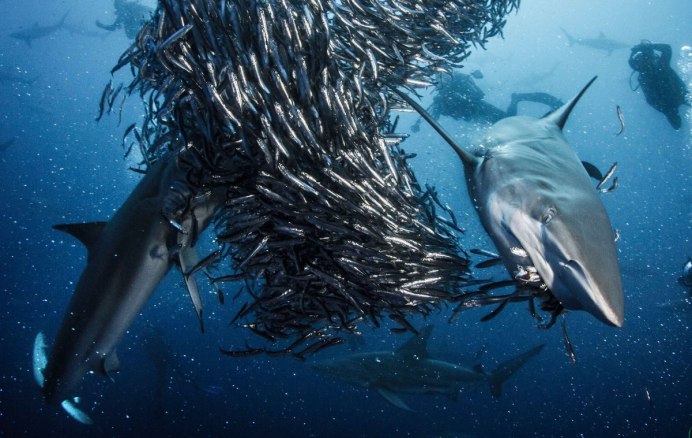 Большая белая акула (Carcharodon carcharias)