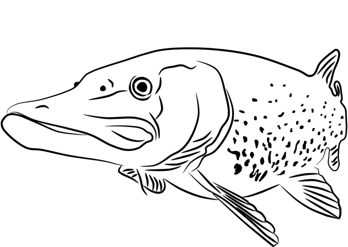 Carcharodon carcharias