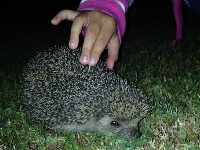 Erinaceus amurensis