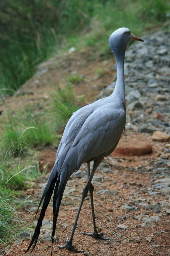 Anthropoides Paradisea