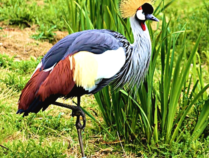 Balearica Pavonina