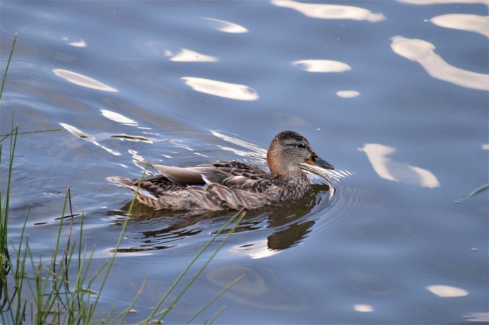 Камышница Gallinula chloropus