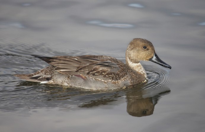 Лысуха (Fulica atra)