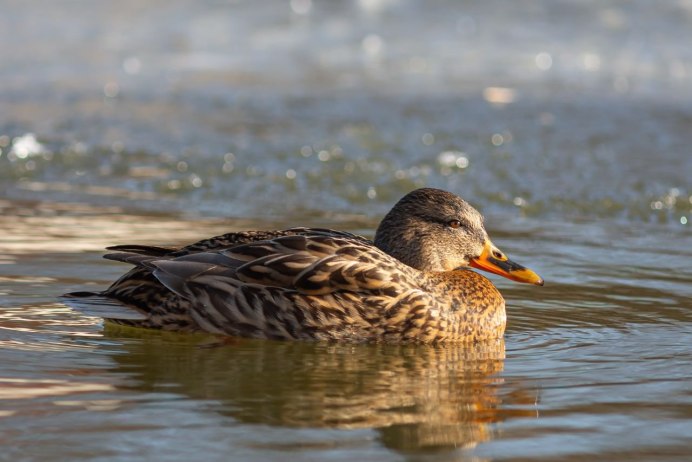 Водоплавающие птицы Кубани
