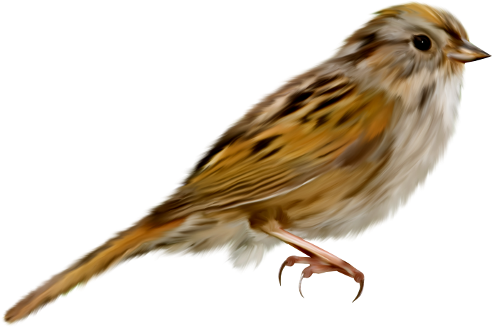 Passer flaveolus