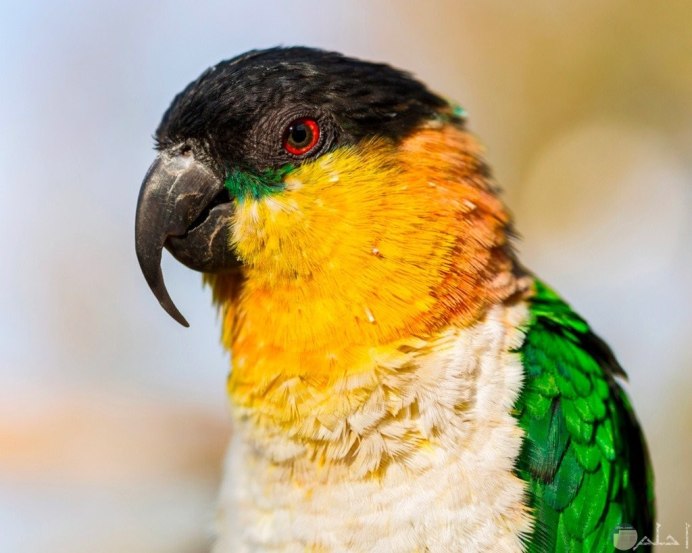 Black - headed Caique