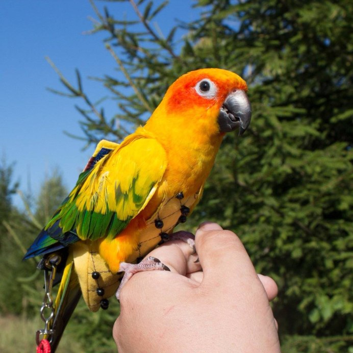 Caique Parrot попугай