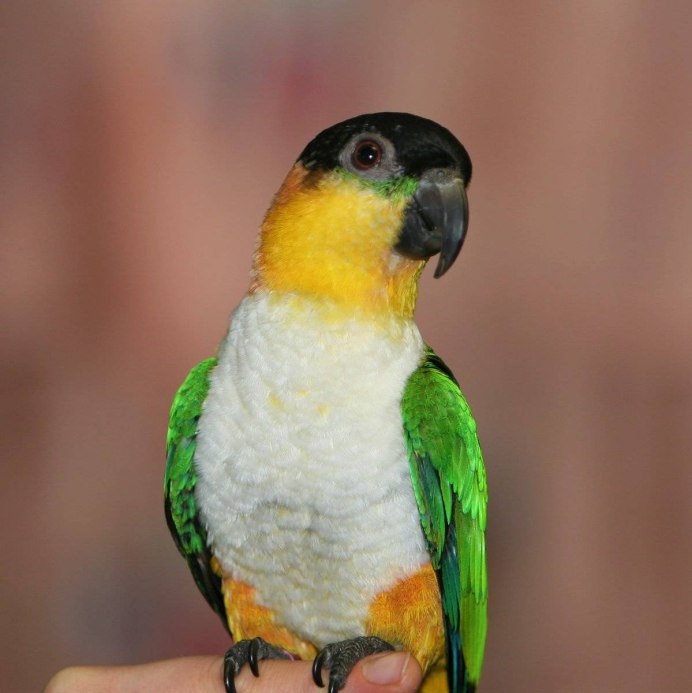 Pionites melanocephalus