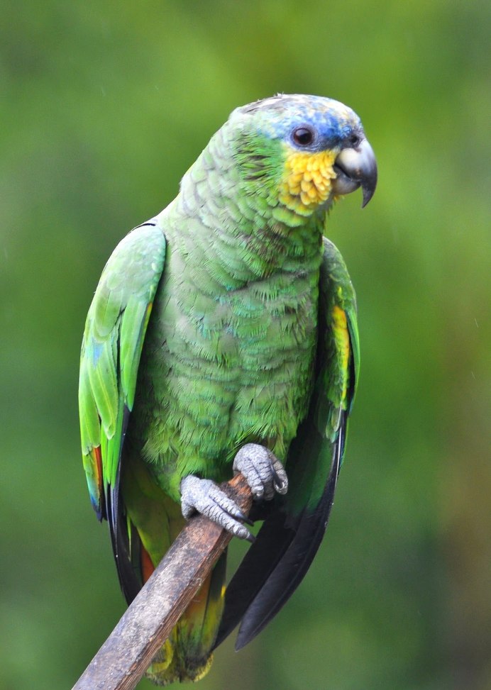 White bellied Caique попугай