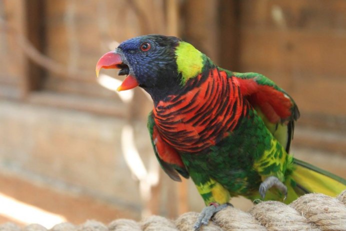 Пиррура Black capped