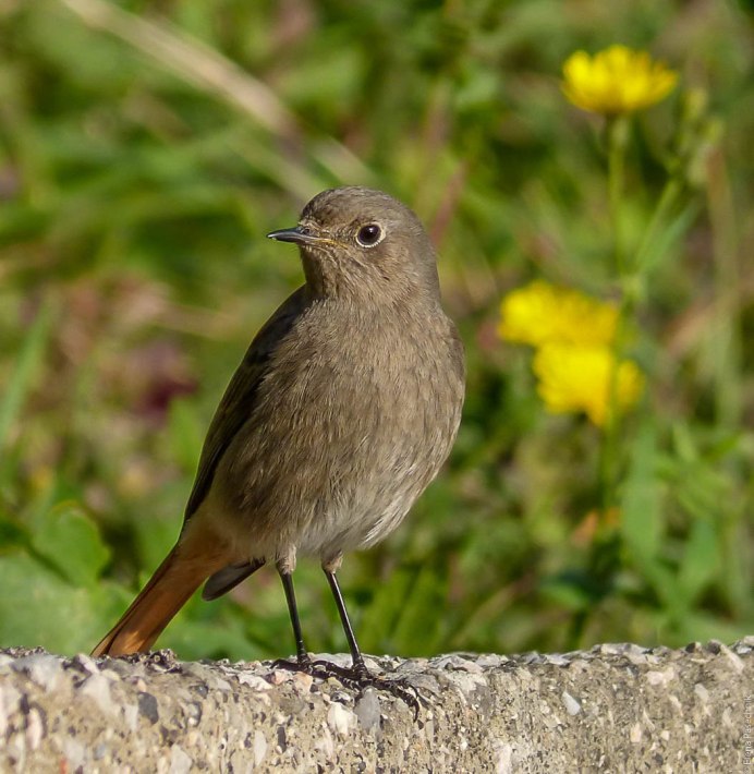 Зяблик горихвостка