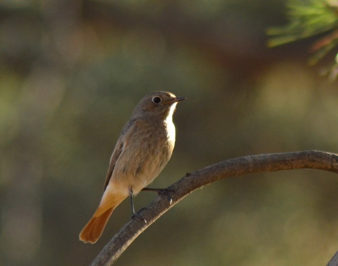 Черная горихвостка