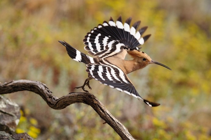 Семейство: Вьюрковые (Fringillidae)