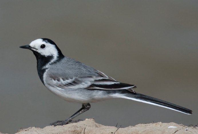Синица серая (Parus cinereus)