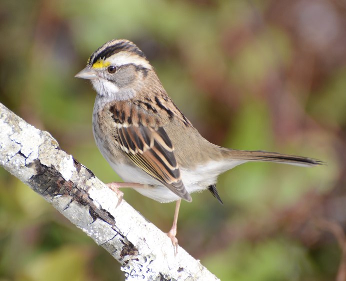 Zonotrichia leucophrys