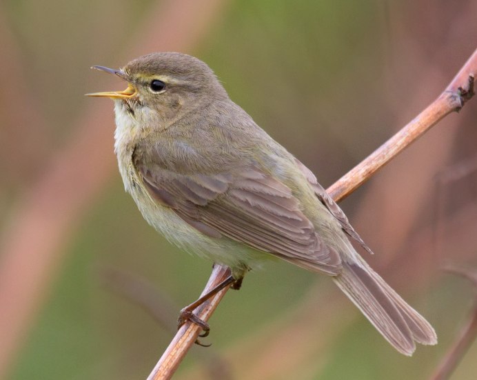 Дрозд крапивник