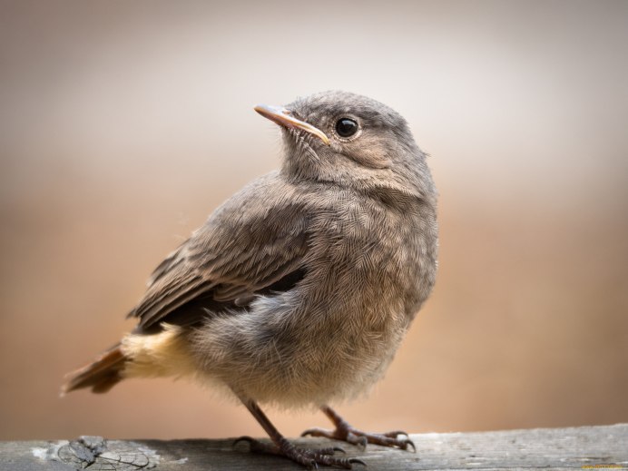 Зарянка Подмосковная