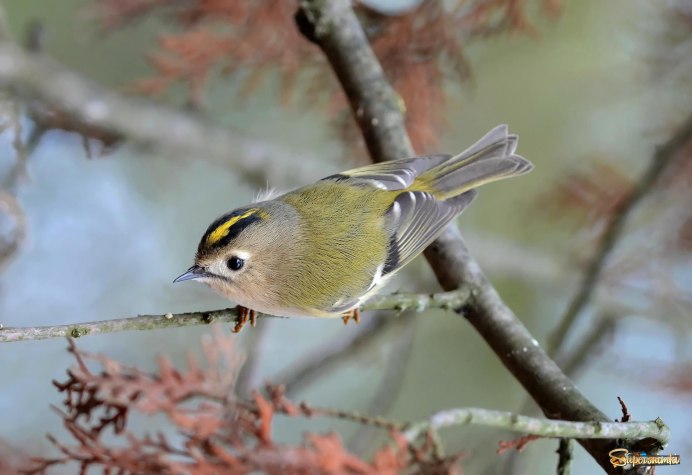 Лесная завирушка Лесная зверушка Лесная заварушка