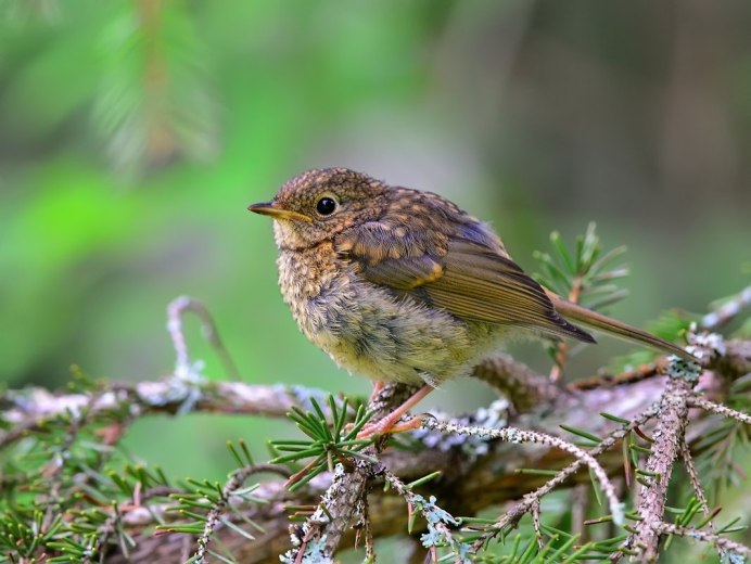 Лесные птички