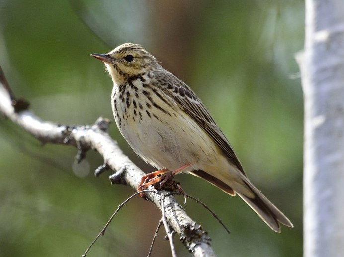 Копетдагский Зяблик