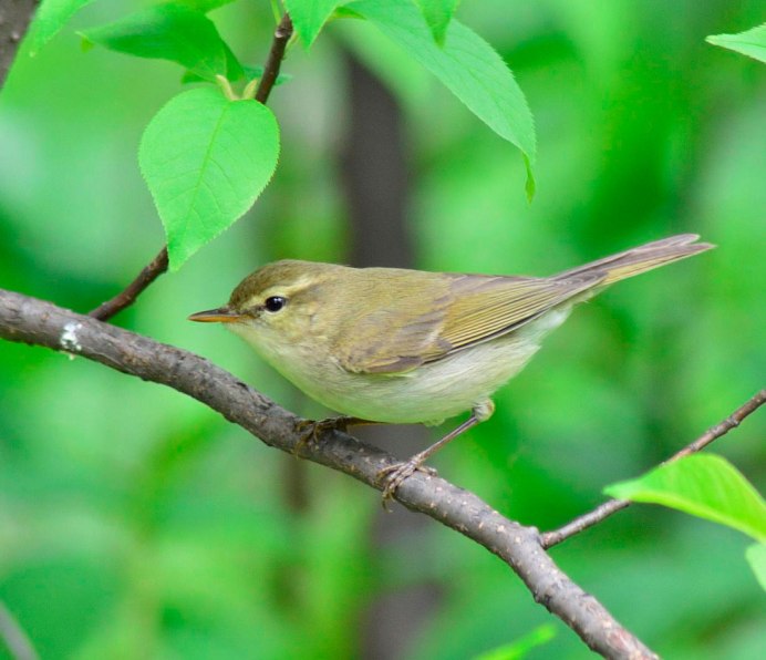 Горихвостка мухоловка