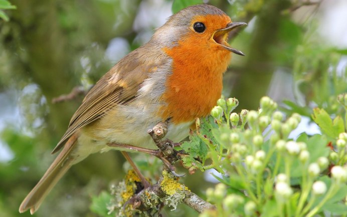 Дрозд варакушка