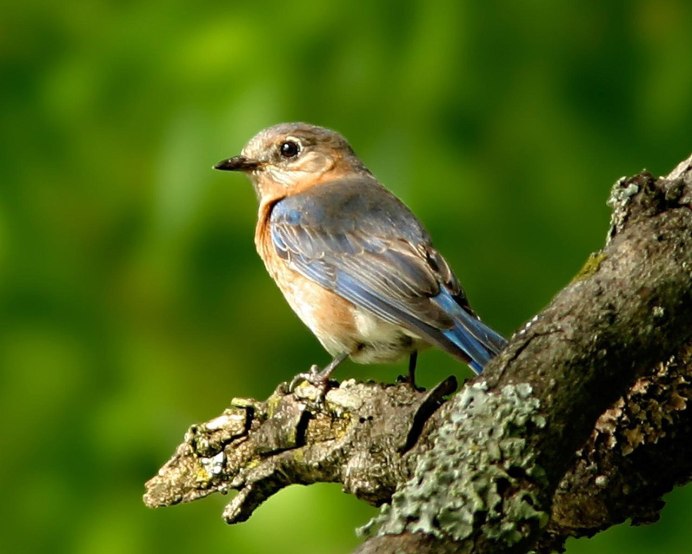 Японская Зарянка