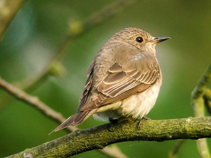 Желтоголовый королёк (Regulus Regulus)