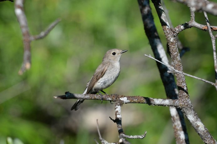 Робин птица