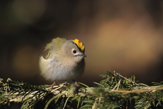 Зарянка Малиновка