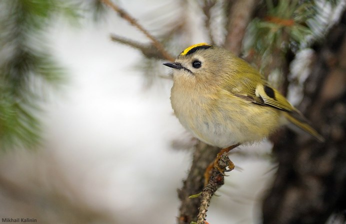 Маленькая птица в Башкирии