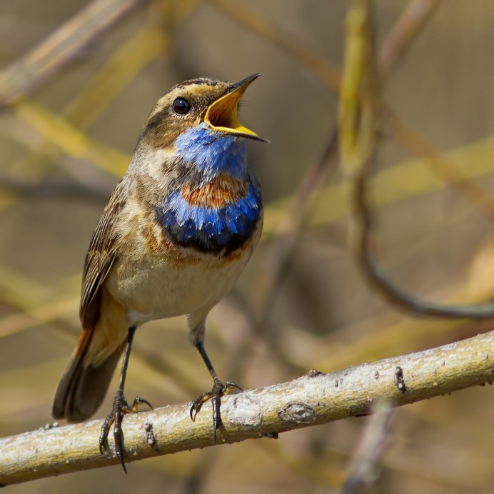 Синичка ополовник