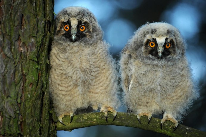 Owl Babies
