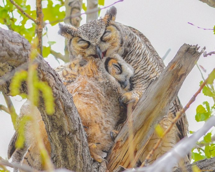 Птенцы Bubo Bubo