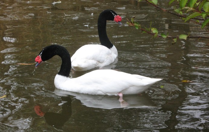 Cygnus melancoryphus