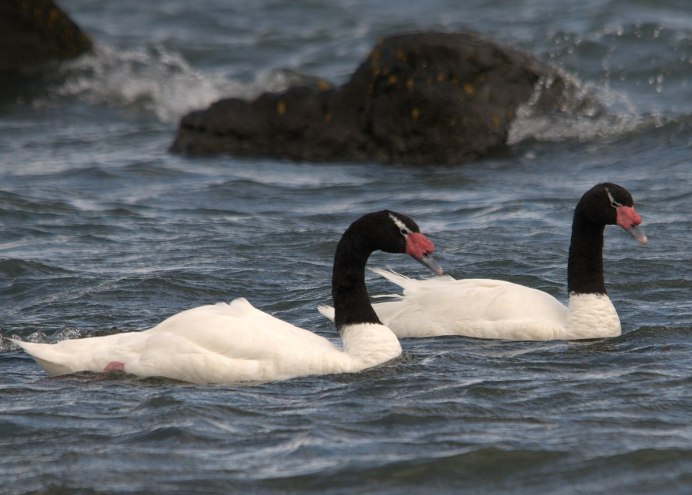 Этот птенец черношейного лебедя (Cygnus melanocoryphus)