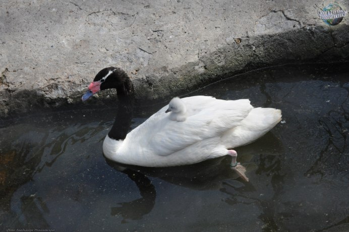 Этот птенец черношейного лебедя (Cygnus melanocoryphus)