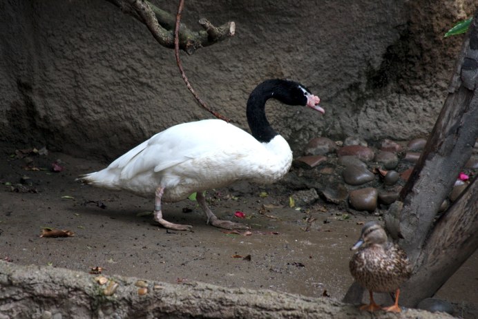 Cygnus melancoryphus