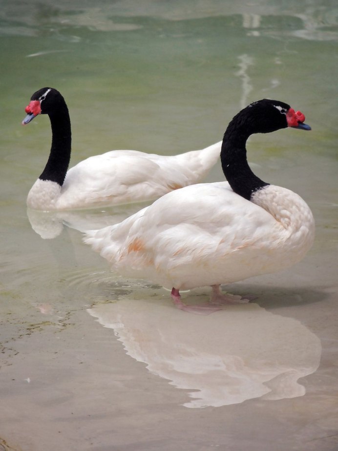 Cygnus melanocoryphus